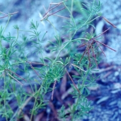 Lotus australis (Austral Trefoil) at Conder, ACT - 8 Feb 2001 by michaelb