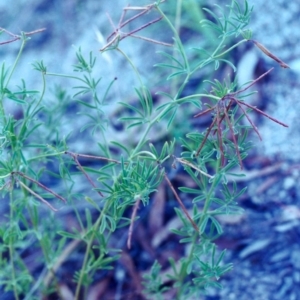 Lotus australis at Conder, ACT - 9 Feb 2001 12:00 AM