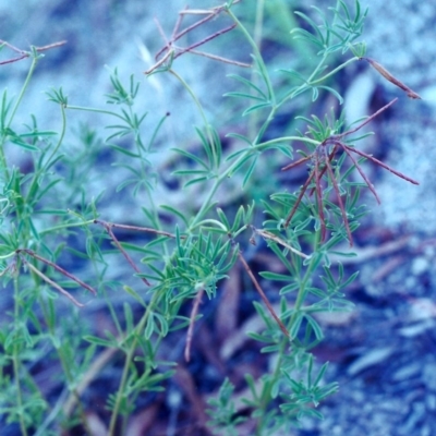 Lotus australis (Austral Trefoil) at Conder, ACT - 9 Feb 2001 by MichaelBedingfield