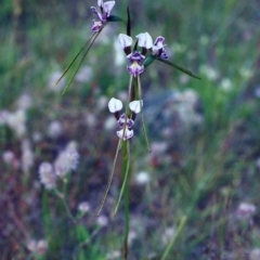 Diuris dendrobioides (Late Mauve Doubletail) at Theodore, ACT by MichaelBedingfield