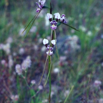 Diuris dendrobioides (Late Mauve Doubletail) at Theodore, ACT by MichaelBedingfield
