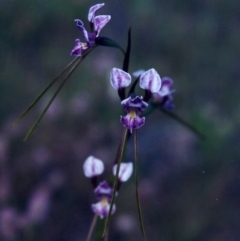 Diuris dendrobioides at suppressed - suppressed