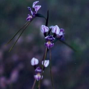 Diuris dendrobioides at suppressed - suppressed