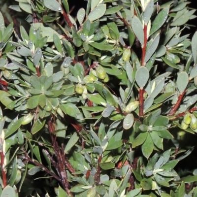 Styphelia triflora (Five-corners) at Chisholm, ACT - 28 Jun 2014 by michaelb