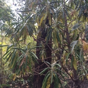 Bedfordia arborescens at Paddys River, ACT - 30 Dec 2013 01:44 PM