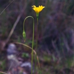 Microseris walteri (Yam Daisy, Murnong) at Tuggeranong Hill - 25 Oct 2000 by michaelb