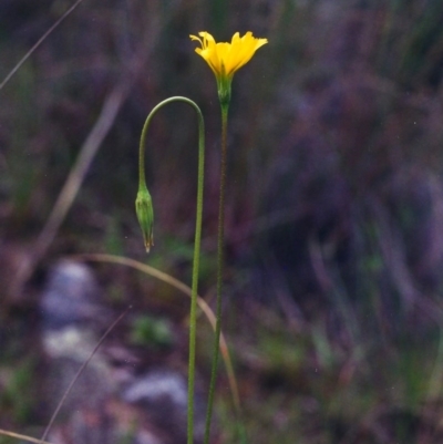 Microseris walteri (Yam Daisy, Murnong) at Tuggeranong Hill - 25 Oct 2000 by michaelb