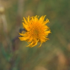 Podolepis jaceoides (Showy Copper-wire Daisy) at Greenway, ACT - 19 Nov 2008 by MichaelBedingfield