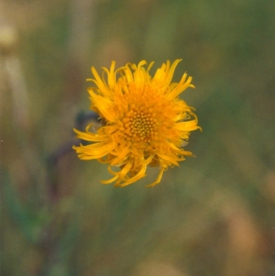 Podolepis jaceoides (Showy Copper-wire Daisy) at Greenway, ACT - 18 Nov 2008 by michaelb