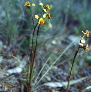 Diuris semilunulata at Theodore, ACT - 5 Nov 2000