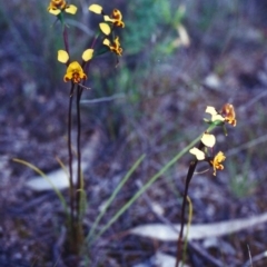 Diuris semilunulata at Theodore, ACT - 5 Nov 2000