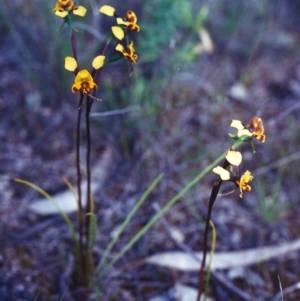 Diuris semilunulata at Theodore, ACT - 5 Nov 2000