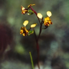 Diuris semilunulata (Late Leopard Orchid) at Theodore, ACT - 25 Oct 2001 by michaelb