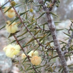 Acacia ulicifolia (Prickly Moses) at Chisholm, ACT - 30 Jun 2014 by michaelb