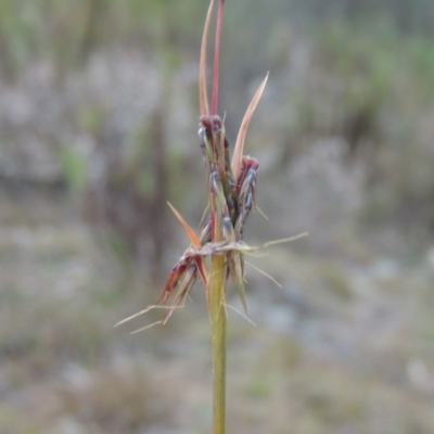 Cymbopogon refractus (Barbed-wire Grass) at Old Tuggeranong TSR - 30 Jun 2014 by michaelb