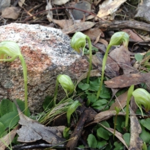 Pterostylis nutans at Tennent, ACT - suppressed