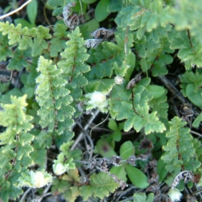 Cheilanthes distans (Bristly Cloak Fern) at Wanniassa Hill - 14 Jun 2014 by julielindner