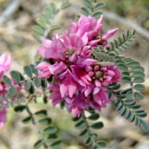 Indigofera adesmiifolia at Wanniassa Hill - 31 Oct 2010 12:00 AM