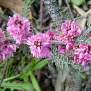 Indigofera adesmiifolia at Wanniassa Hill - 31 Oct 2010 12:00 AM