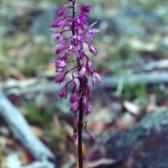 Dipodium punctatum at Theodore, ACT - 13 Jan 2001