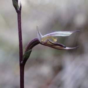 Acianthus collinus at Canberra Central, ACT - suppressed