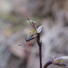 Acianthus collinus at Canberra Central, ACT - 5 Jul 2014