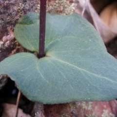 Acianthus collinus at Canberra Central, ACT - 5 Jul 2014