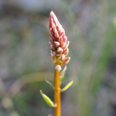 Stackhousia monogyna (Creamy Candles) at Acton, ACT - 5 Jul 2014 by AaronClausen