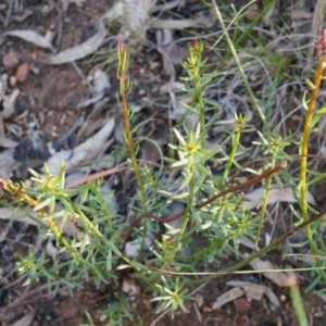 Stackhousia monogyna at Acton, ACT - 5 Jul 2014