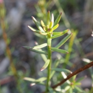 Stackhousia monogyna at Acton, ACT - 5 Jul 2014 02:02 PM