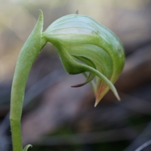 Pterostylis nutans at Acton, ACT - suppressed