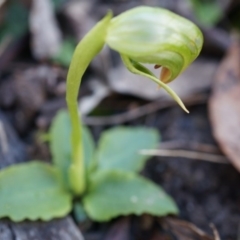 Pterostylis nutans at Acton, ACT - suppressed