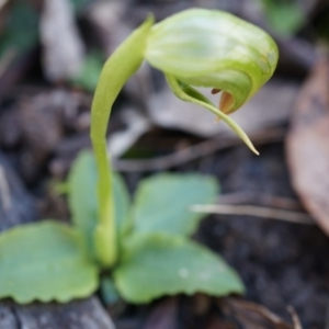 Pterostylis nutans at Acton, ACT - 5 Jul 2014