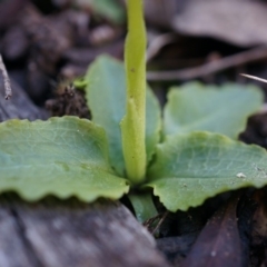 Pterostylis nutans at Acton, ACT - suppressed