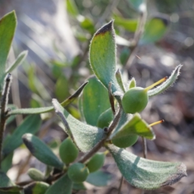 Persoonia rigida (Hairy Geebung) at Acton, ACT - 5 Jul 2014 by AaronClausen