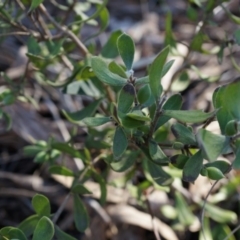 Persoonia rigida at Acton, ACT - 5 Jul 2014