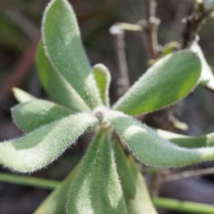 Persoonia rigida at Acton, ACT - 5 Jul 2014