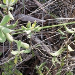 Persoonia rigida at Acton, ACT - 5 Jul 2014