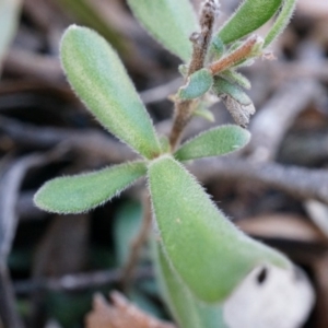 Persoonia rigida at Canberra Central, ACT - 5 Jul 2014 01:54 PM