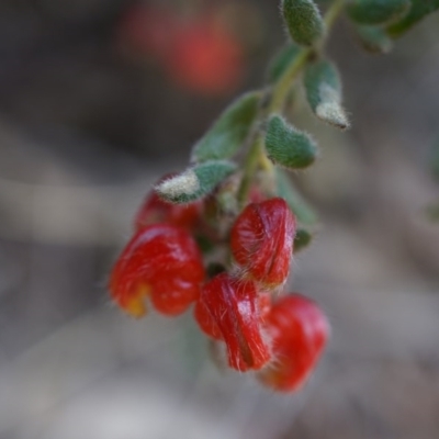 Grevillea alpina (Mountain Grevillea / Cat's Claws Grevillea) at Canberra Central, ACT - 5 Jul 2014 by AaronClausen