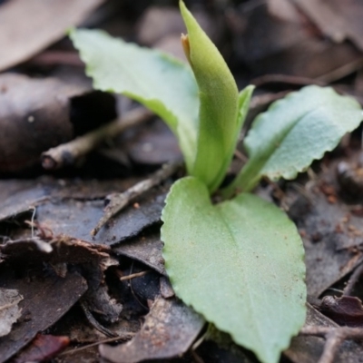 Pterostylis nutans (Nodding Greenhood) at Acton, ACT - 5 Jul 2014 by AaronClausen