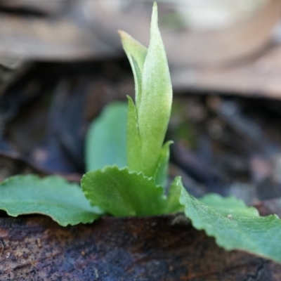 Pterostylis nutans (Nodding Greenhood) at Canberra Central, ACT - 5 Jul 2014 by AaronClausen