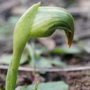 Pterostylis nutans at Canberra Central, ACT - 5 Jul 2014