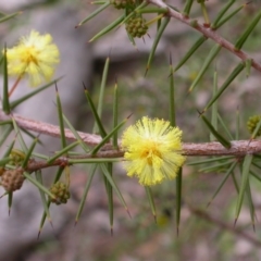 Acacia ulicifolia (Prickly Moses) at Hackett, ACT - 6 Jul 2014 by waltraud