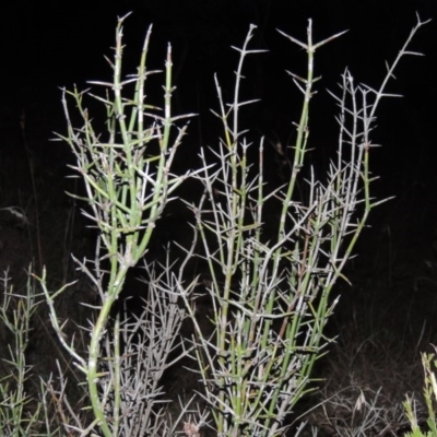 Discaria pubescens (Australian Anchor Plant) at Greenway, ACT - 24 May 2014 by MichaelBedingfield