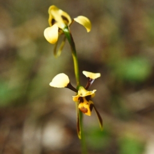 Diuris sulphurea at Conder, ACT - 9 Nov 1999