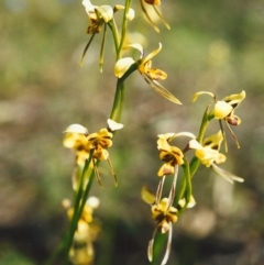 Diuris sulphurea at Conder, ACT - 9 Nov 1999