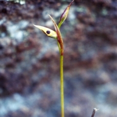 Diuris sulphurea (Tiger Orchid) at Conder, ACT - 9 Oct 2001 by michaelb