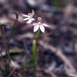 Caladenia carnea at Conder, ACT - suppressed