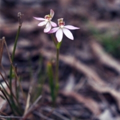 Caladenia carnea at Conder, ACT - suppressed